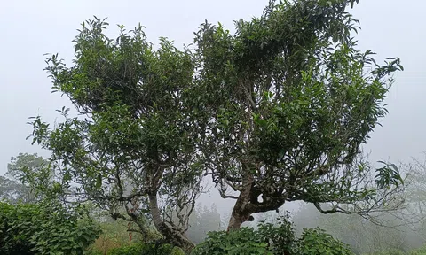 Đăng ký bảo hộ, xây dựng và triển khai hệ thống quản lý nhãn hiệu chứng nhận “Chè Tà Xùa Bắc Yên” cho sản phẩm chè của huyện Bắc Yên, tỉnh Sơn La