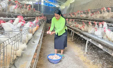 Lào Cai: Mô hình nông dân làm giàu từ giống gà Ai Cập