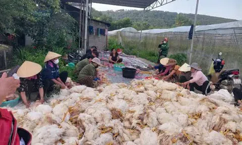 Sự cố 10.000 con gà chết ngạt tại Nghệ An: Bài học về an toàn và phòng ngừa rủi ro