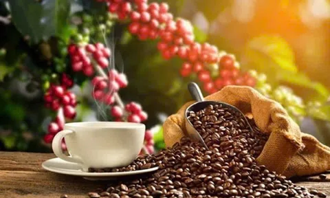 Phân tích xu hướng giá cà phê Robusta: Sự phục hồi sau giai đoạn giảm giá liên tiếp