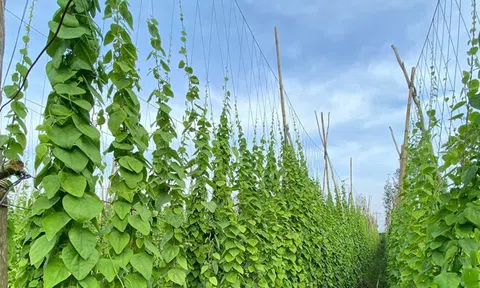 Cây sương sâm "hái ra tiền": Nghề mới lên ngôi, tạo đặc sản giải nhiệt mùa hè