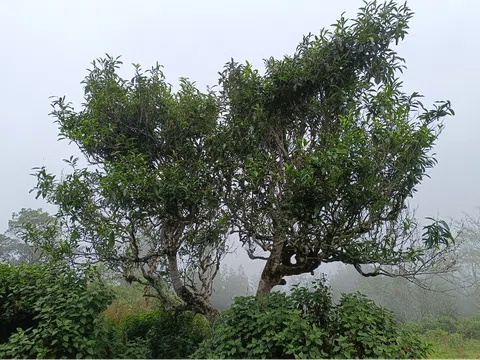 Đăng ký bảo hộ, xây dựng và triển khai hệ thống quản lý nhãn hiệu chứng nhận “Chè Tà Xùa Bắc Yên” cho sản phẩm chè của huyện Bắc Yên, tỉnh Sơn La