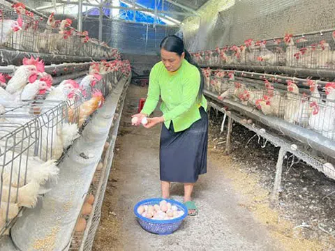 Lào Cai: Mô hình nông dân làm giàu từ giống gà Ai Cập