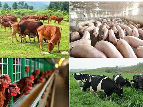 Quy định mức hỗ trợ khắc phục hậu quả của dịch bệnh động vật, dành cho các cơ sở sản xuất và người dân