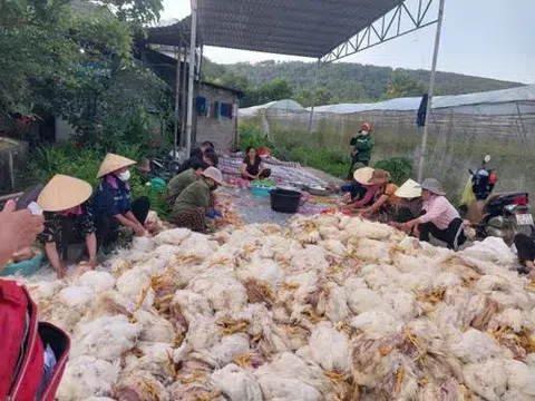 Sự cố 10.000 con gà chết ngạt tại Nghệ An: Bài học về an toàn và phòng ngừa rủi ro