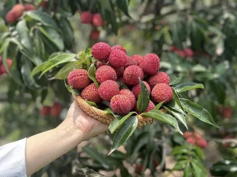 Vải thiều Trung Quốc đổ bộ chợ Việt với giá "chát"