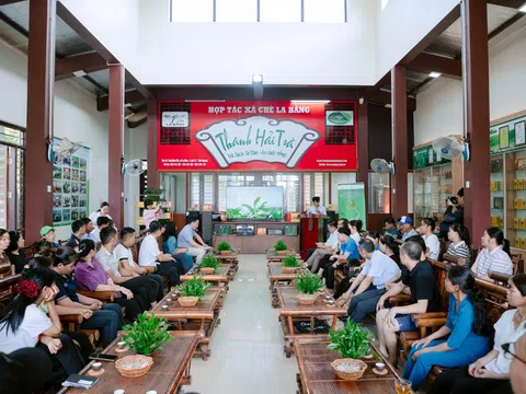 Vùng chè Thái Nguyên nâng cao chất lượng, xây dựng thương hiệu