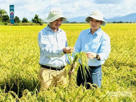 Canh tác lúa giảm phát thải: Vượt qua thách thức, gặt hái thành công