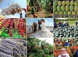 Nghịch lý Việt Nam là cường quốc xuất khẩu nông sản mà nông dân thì vẫn rất nghèo, vì đâu?