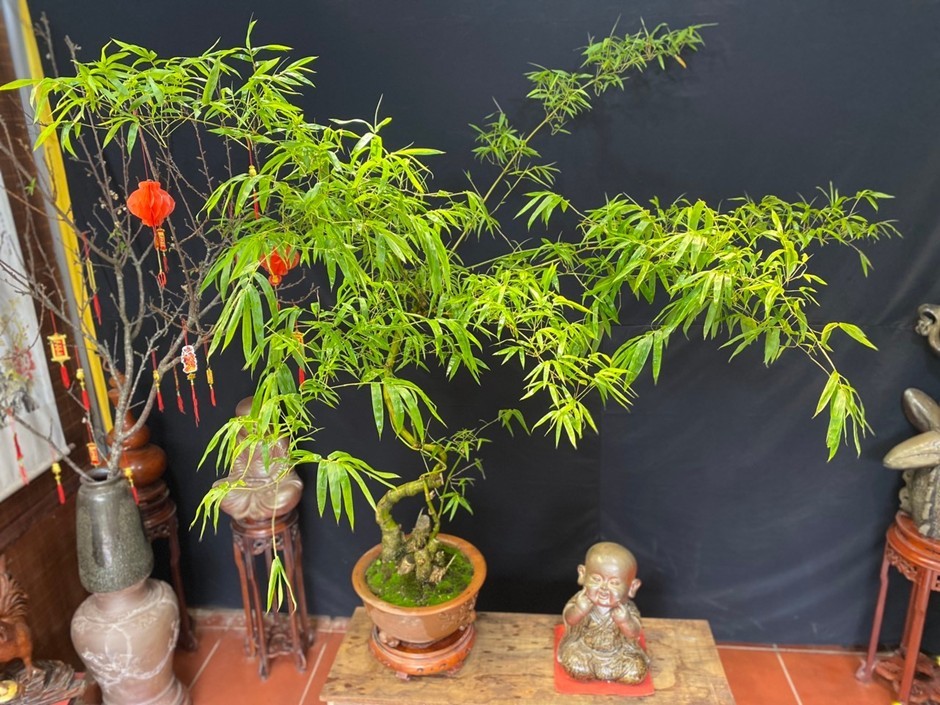 nghe-thuat-bonsai-tre9-1704689629.jpg