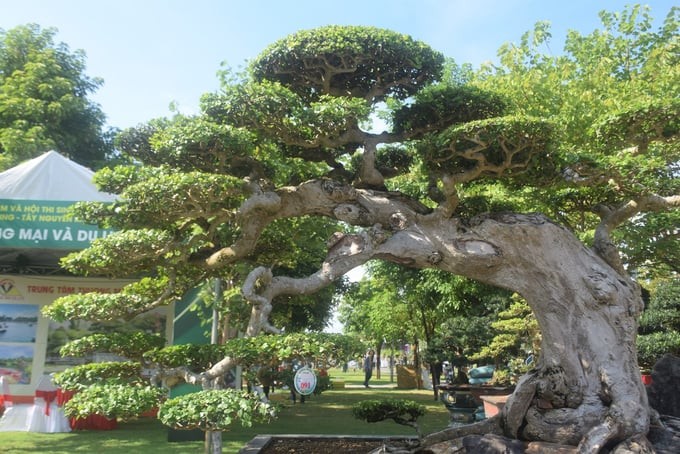 Nghề sinh vật cảnh - Mang lại thu nhập không ngờ từ "thú vui"