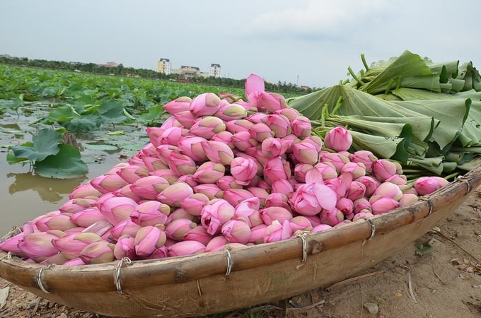 Trồng sen đa giá trị - Hướng đi mới của nông dân Hà Nội