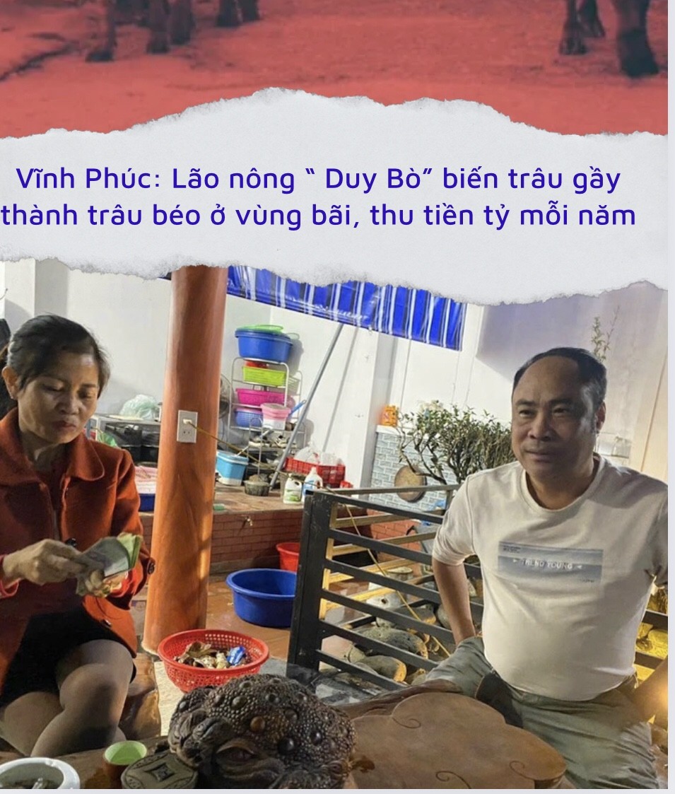 Vĩnh Phúc: Lão nông “Duy Bò” biến trâu gầy thành trâu béo ở vùng bãi, thu tiền tỷ mỗi năm