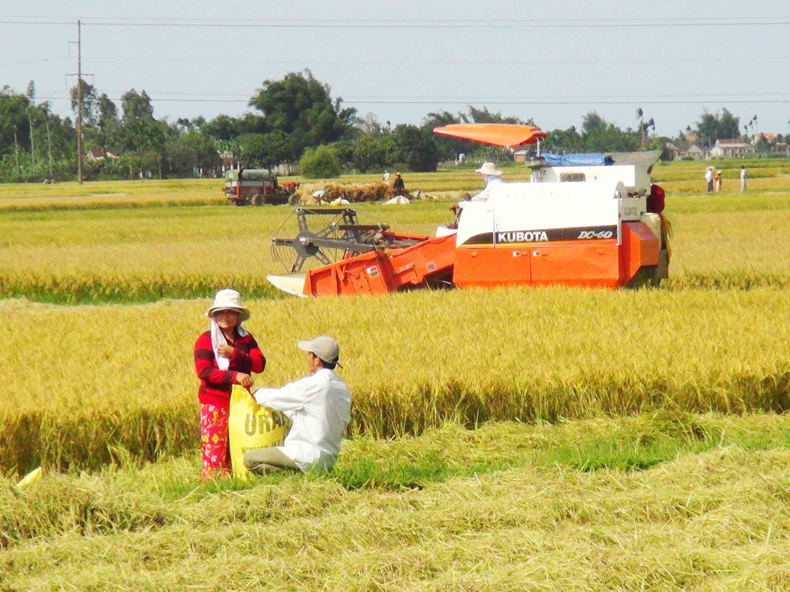 4-thu-hoach-lua-dong-xuan-o-duc-chanh-mo-duc-anh-nguyen-dang-lam-1728895175.jpg