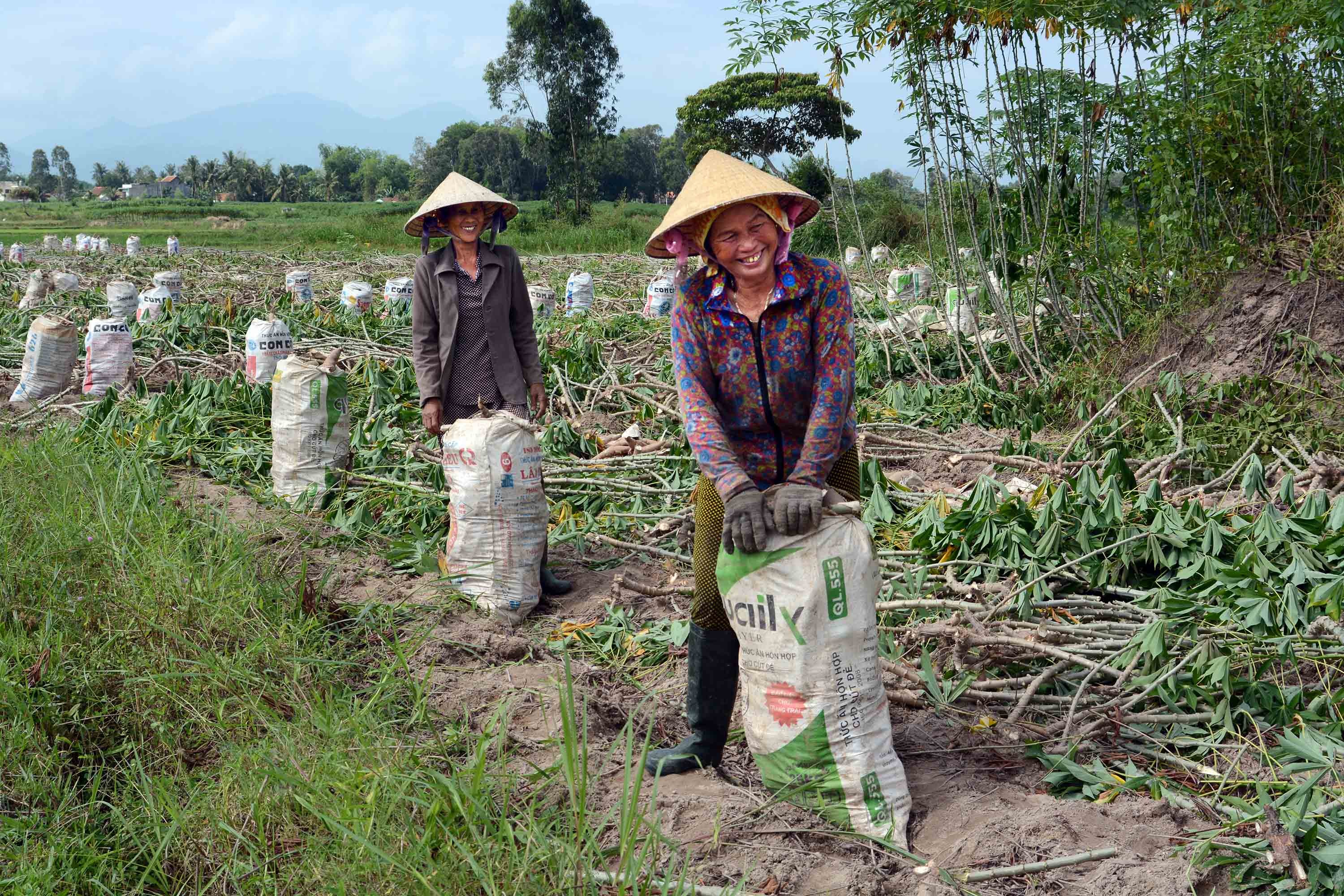 8-ba-con-nong-dan-xa-son-ha-huyen-son-ha-thu-hoach-san-ban-cho-nha-may-tinh-bot-san-anh-nguyen-dang-lam-1728895176.jpg