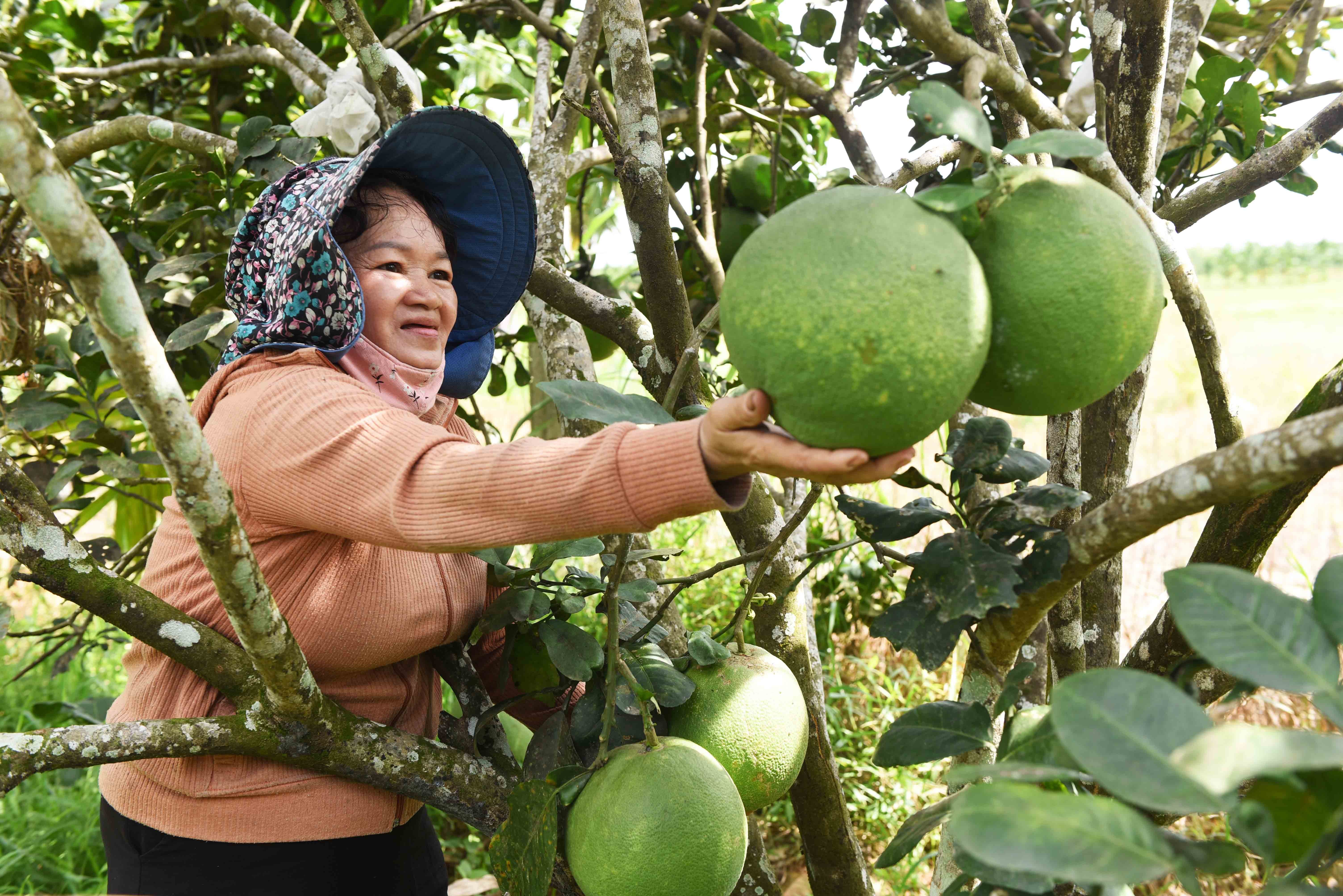 9-thu-hoach-buoi-da-xanh-o-mot-gia-dinh-o-thon-tan-lap-xa-hanh-nhan-huyen-nghia-hanh-anh-nguyen-dang-lam-1728895176.jpg