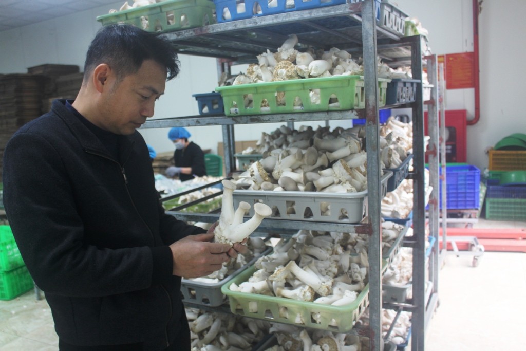 phung-gia-5-1740985519.JPG