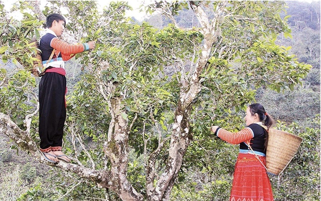 Đánh thức tiềm năng vùng cao Bắc Yên