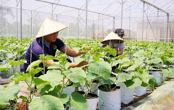 kieufarm1-1747709310.jpg