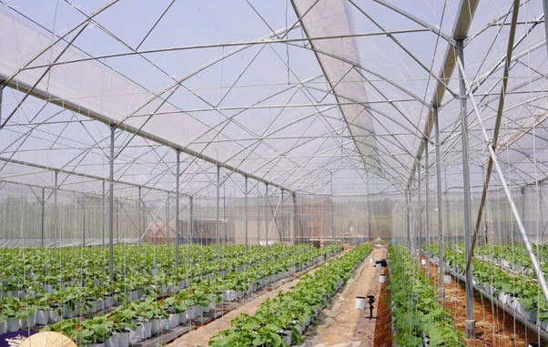 kieufarm3-1747709311.jpg