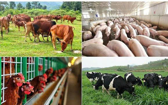 Quy định mức hỗ trợ khắc phục hậu quả của dịch bệnh động vật, dành cho các cơ sở sản xuất và người dân