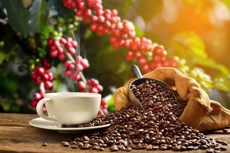 Phân tích xu hướng giá cà phê Robusta: Sự phục hồi sau giai đoạn giảm giá liên tiếp