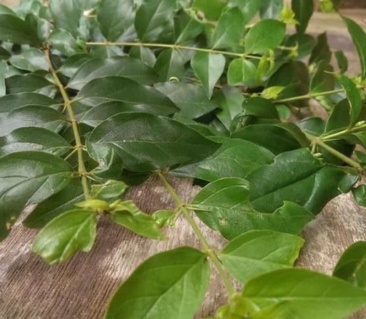 Cây găng: Từ cây dại ven đường đến "mỏ vàng" đặc sản