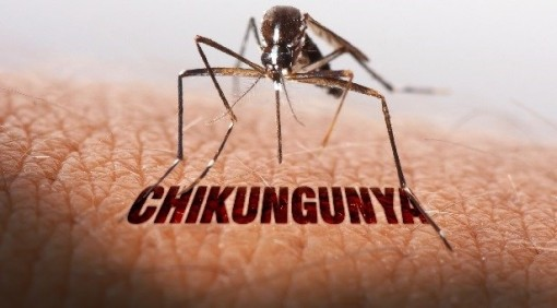 chikungunya-tung-luu-hanh-o-viet-nam-tphcm-tang-giam-sat-phong-dich-1754820209.jpeg