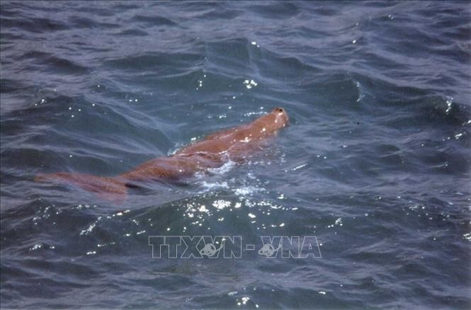 dt2-dugong4-220825-1755914596.jpg