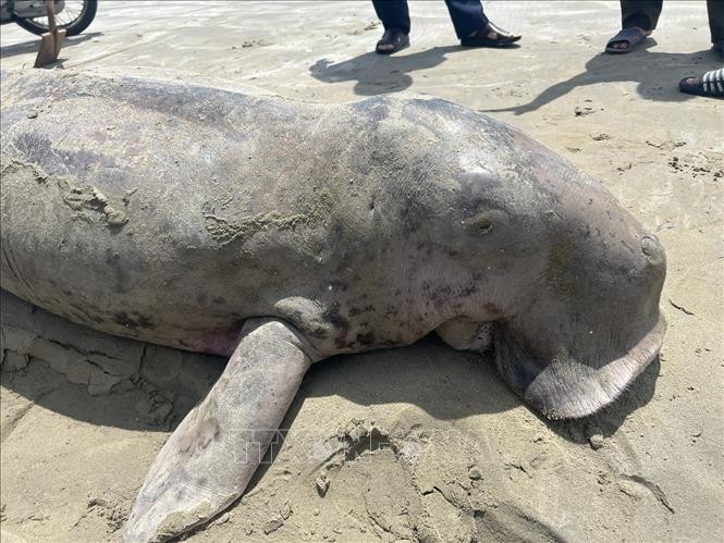 dt3dugong3-220825-1755914707.jpg