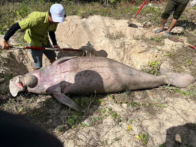 dt4dugong2-220825-1755914778.jpg