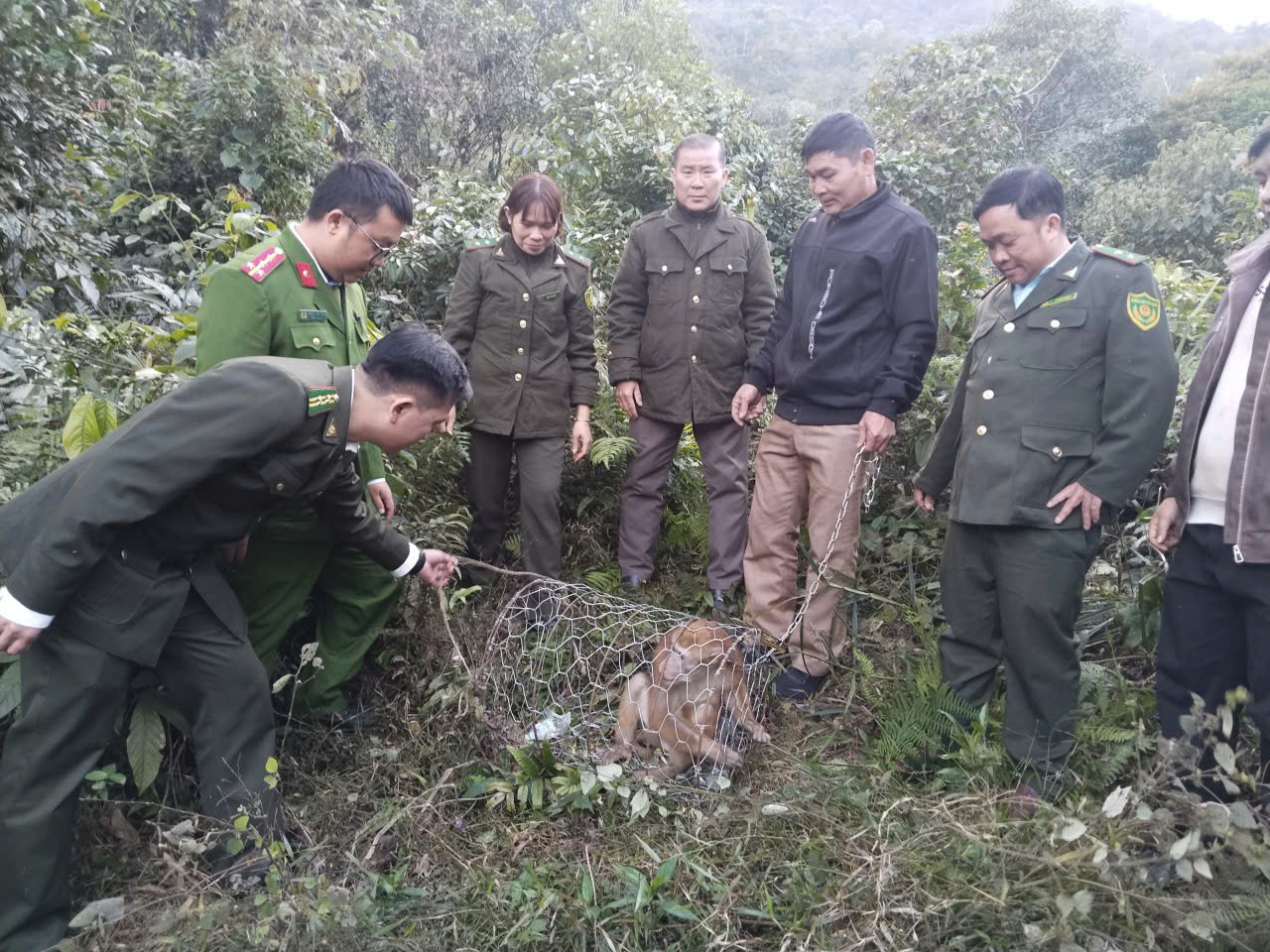 Tuyên Quang: Kiểm lâm Khu vực XIV thả cá thể khỉ vàng quý hiếm về rừng an toàn