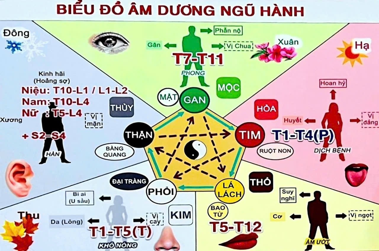 bieu-do-am-duong-ngu-hanh-1777907679.jpg