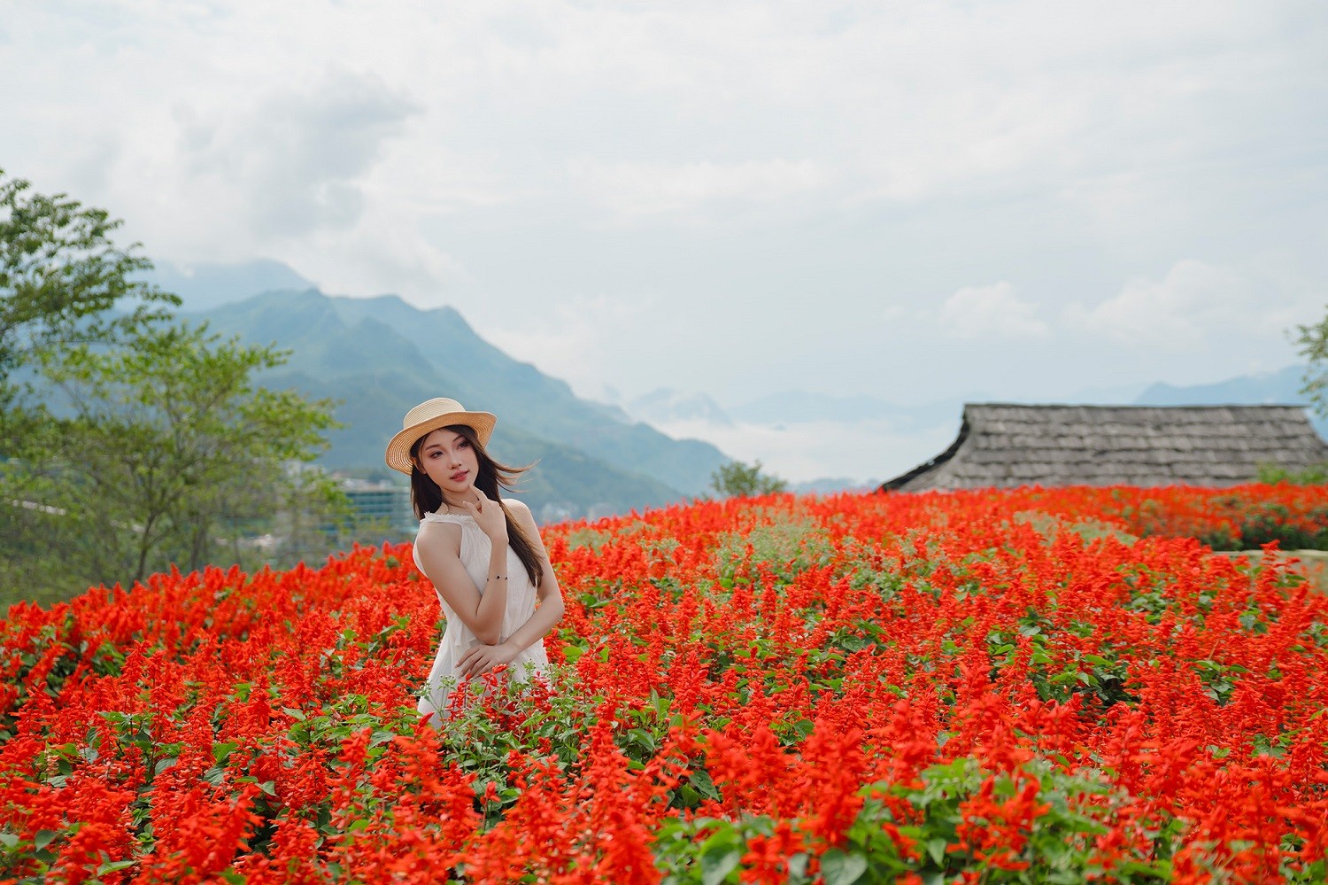 hoa-xac-phao-do-doi-muong-hoa-sa-pa-1786695129.jpg
