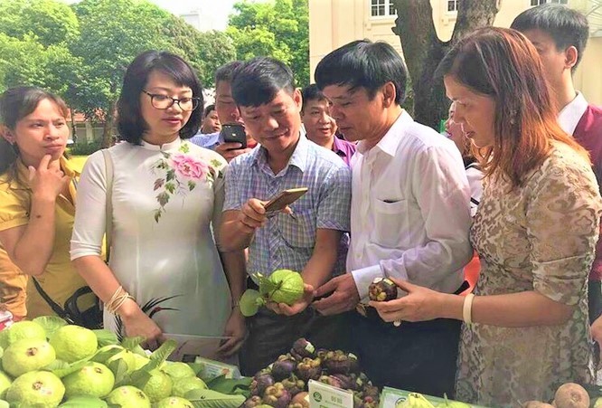 HTX Nông nghiệp Khánh Phong sản xuất sạch, ứng dụng công nghệ tạo giá trị khác biệt cho cây ăn quả