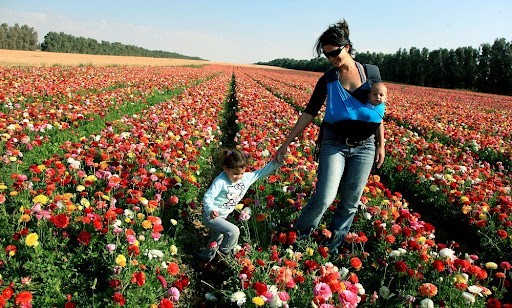 Kibbutz và Moshav: Những mô hình làm nên kỳ tích nông nghiệp và phát triển nông thôn ở Israel