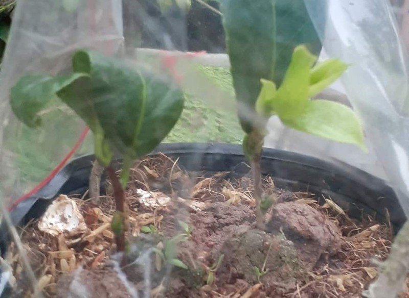 Cơn sốt hoa trà như lan đột biến, nhánh cây giống bằng nửa cái đũa 'hét' 20 triệu