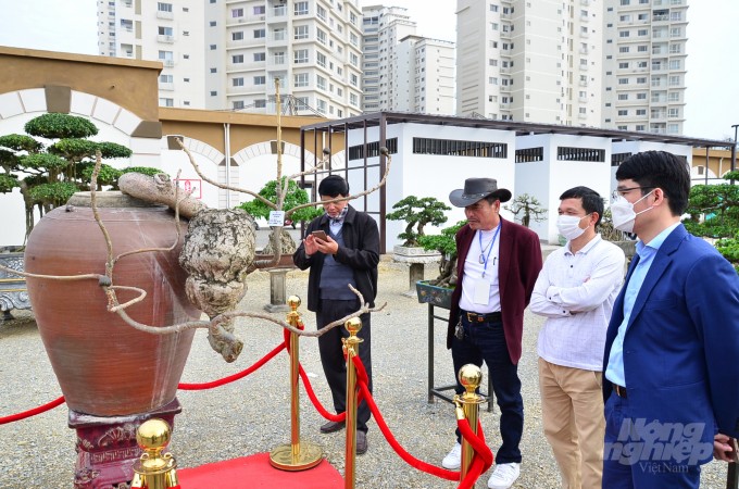 Cây gạo trồng trong chum, có dáng rơi, chiếu thủy của Hòa 'taxi'