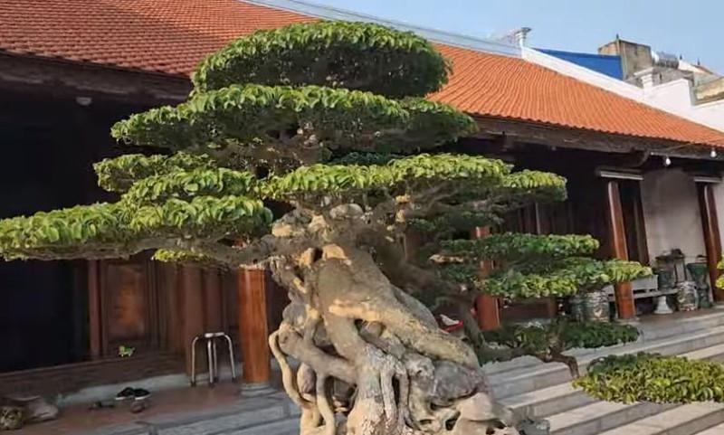Bỏ 35 tỷ mua cây sanh cổ "giá trị chỗ nào"?