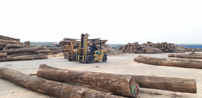 Loay hoay phát triển rừng gỗ lớn có chứng chỉ rừng bền vững