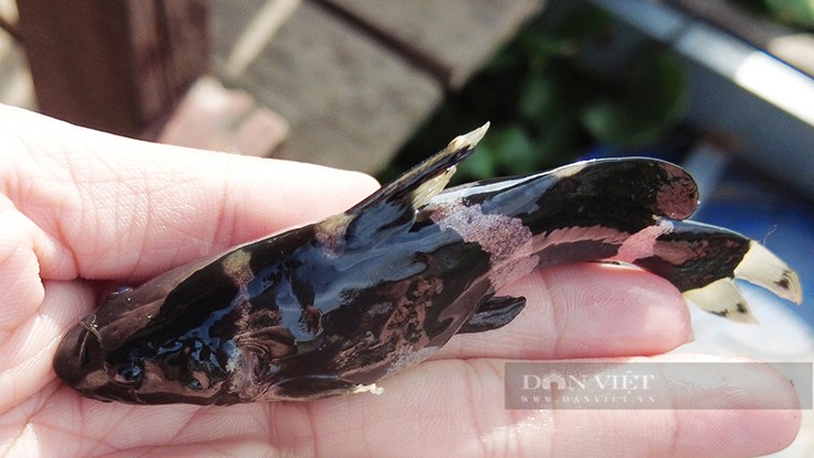 Loài cá suýt tuyệt chủng, người dân mang về nuôi kiếm bộn tiền