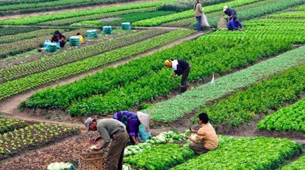 Chương trình hỗ trợ lãi suất 2%: Ngân hàng thương mại cần các bộ ngành cùng vào cuộc
