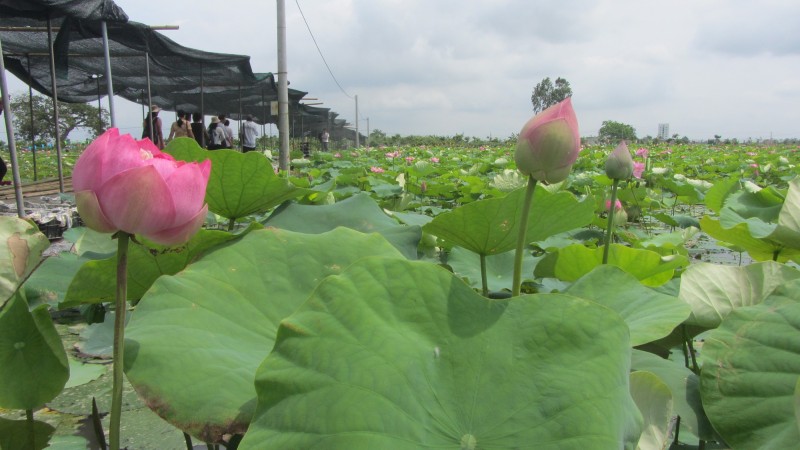 Rủ nhau trồng sen, chỉ bán lá đã có giá 15.000 - 30.000 đồng/kg, dân nơi này của Thái Bình thu bộn tiền