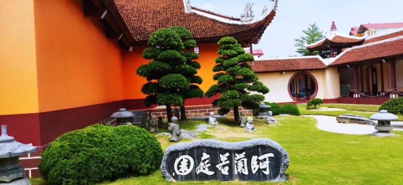 Cùng Vườn Nhật Thanh Tùng Cát Tường tìm hiểu về giá trị cốt lõi của cây Tùng La Hán