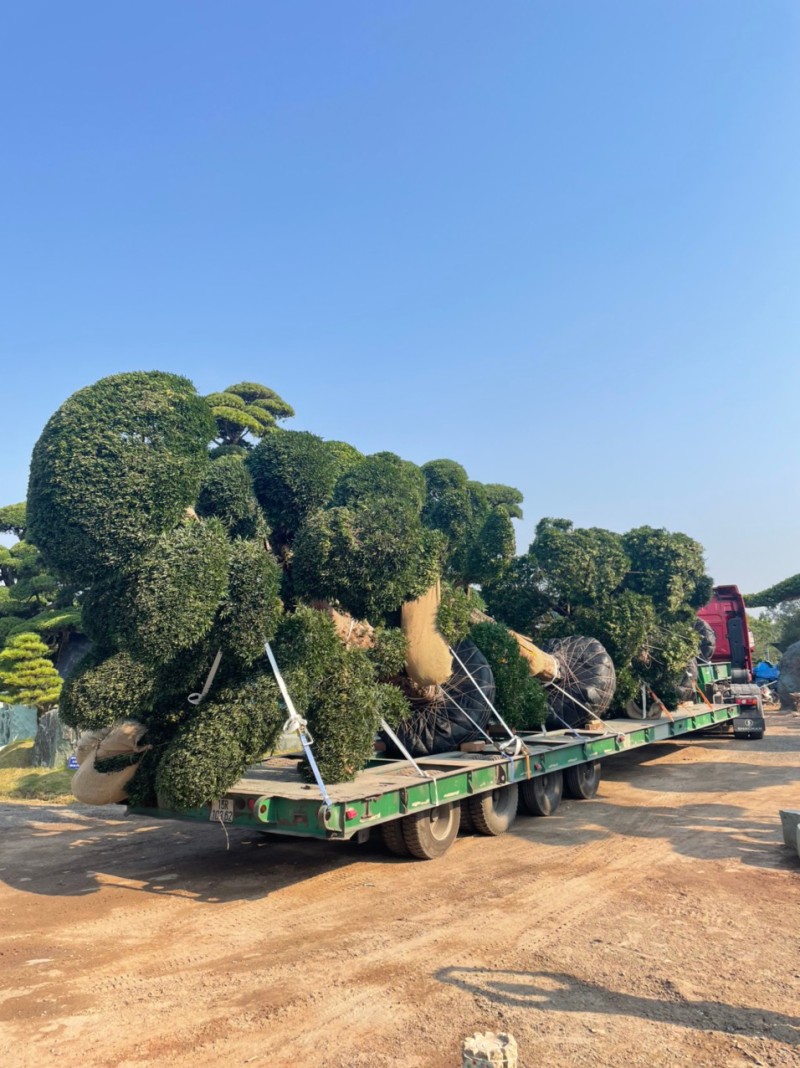 Vườn Nhật Thanh Tùng Cát Tường tiếp tục nhập khẩu Tùng La Hán từ Nhật Bản