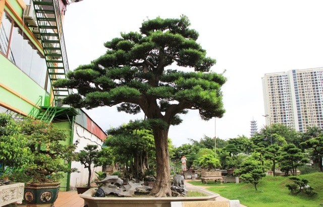 “Ngã ngửa” thú chơi tùng la hán tiền tỷ của đại gia Việt