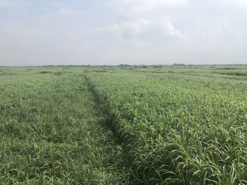 Vĩnh Phúc: Xã Vĩnh Ninh (Vĩnh Tường) chuyển dịch cơ cấu cây trồng, vật nuôi tạo sản phẩm hàng hóa gắn với thị trường