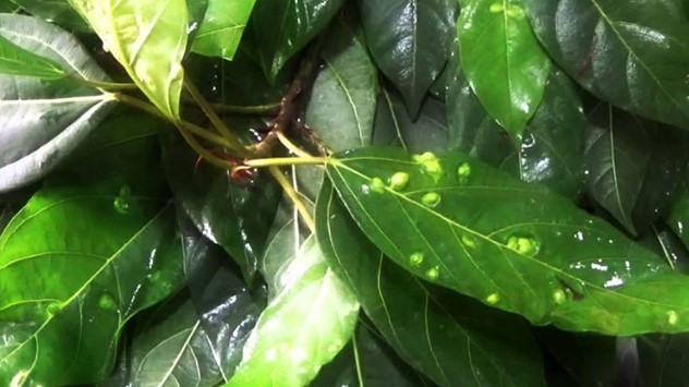 Sự thật về vết sần trên lá sung, người Việt Nam ăn thường xuyên chưa chắc đã biết!