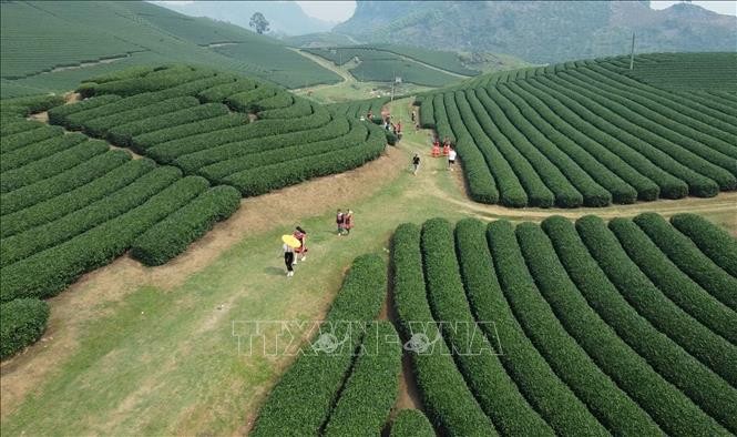 Du lịch nông nghiệp, nông thôn tạo sức hút du khách trải nghiệm