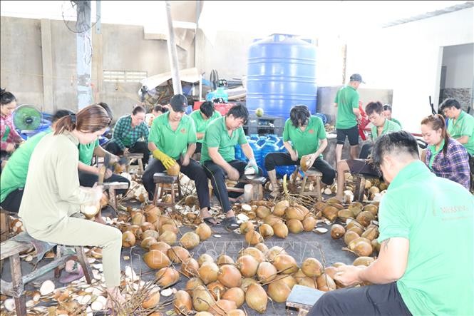 Dừa tươi của Việt Nam sắp được xuất khẩu sang Trung Quốc